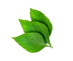 leaf  fresh basil isolated on white background ,Green leaves pattern photo