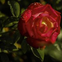 una flor de rosa de té roja y amarilla foto