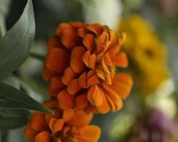 A Common Zinnia . Rust color photo