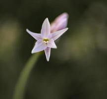 una flor de ajo de la sociedad foto