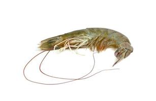 shrimp raw isolated on white background photo