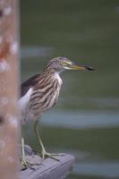 The Chinese Pond Heron bird. On a light green background photo