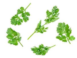 leaf Coriander or Cilantro isolated on white background ,Green leaves pattern photo