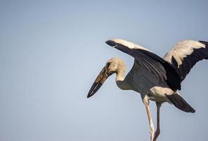 White egret, black wing tip, spread wings for evening sun photo