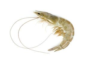 shrimp raw isolated on white background photo