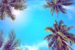 Coconut tree with blue sky and copy space photo