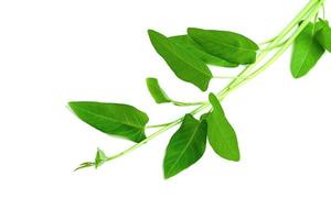 leaf of morning glory isolated on white background ,Green leaves pattern photo