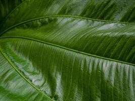 The Echinodorus cordifolius leaf close up image for background photo