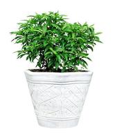 patrón de hojas de flor de tabernaemontana divaricata verde con jarrón para el concepto de naturaleza, hoja tropical aislada sobre fondo blanco foto