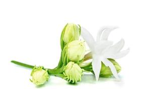 Jasmine flower isolated on white background photo