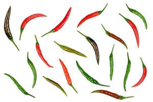 chili pepper isolated on white background photo