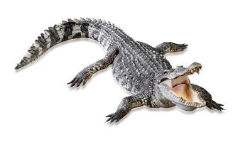 crocodile isolated on white background ,include clipping path photo