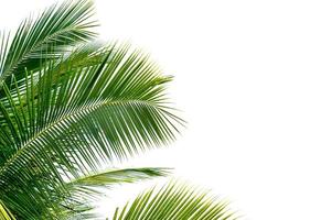 hojas verdes de palma, cocotero doblado aislado sobre fondo blanco foto