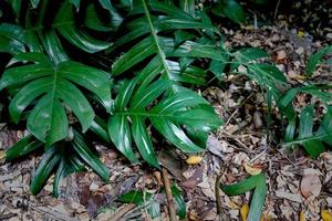 monstera leaf  in the forest for nature background ,Green leaves pattern photo