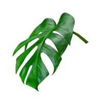 Green leaves pattern,leaf monstera isolated on white background ,include clipping path photo