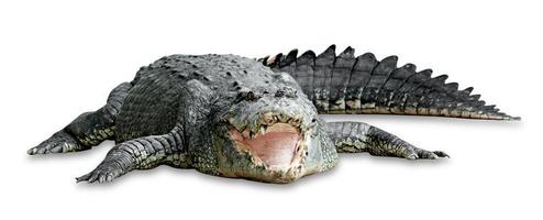 old crocodile isolated on white background ,include clipping path photo