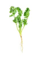 leaf Coriander or Cilantro isolated on white background ,Green leaves pattern photo