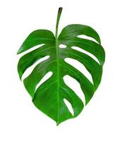 Green leaves pattern,leaf monstera isolated on white background ,include clipping path photo