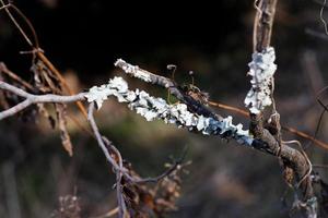 Lichens on a Branch photo