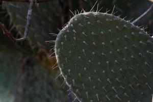 Prickly Pear Closeup photo