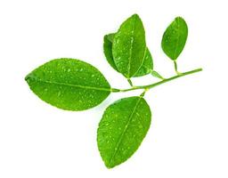 leaf  lemon with drop of water isolated on white background ,Green leaves pattern photo