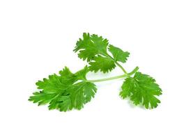 leaf Coriander or Cilantro isolated on white background ,Green leaves pattern photo