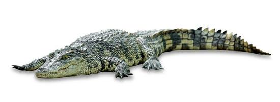 crocodile isolated on white background ,include clipping path photo