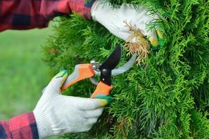 un primer plano de las manos de un jardinero, que está podando ramas amarillas secas de thuja con una podadora. foto