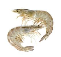 shrimp raw isolated on white background photo