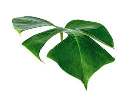 patrón de hojas verdes, hoja monstera con gota de agua aislada sobre fondo blanco foto