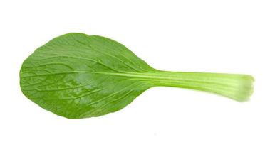 chinese mustard leaf isolated on white background ,Green leaves pattern photo