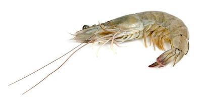 shrimp raw isolated on white background photo