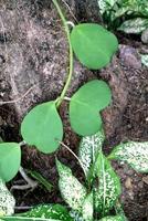 Green leaves pattern ,leaf of tropical climbing plant Sweetheart Hoya or Valentine Hoya in the garden photo