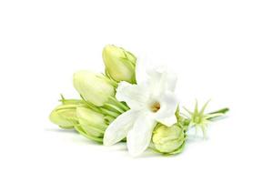 Jasmine flower isolated on white background photo