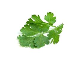 leaf Coriander or Cilantro isolated on white background ,Green leaves pattern photo