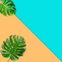 Green monstera leaves pattern for nature concept,tropical leaf on cyan teal  background photo