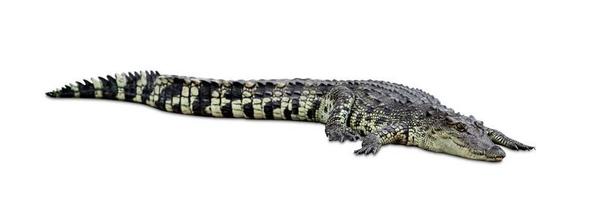 crocodile isolated on white background ,include clipping path photo