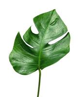 Green leaves pattern ,leaf monstera isolated on white background photo