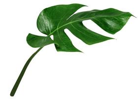 hoja monstera aislada sobre fondo blanco, patrón de hojas verdes foto