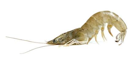shrimp raw isolated on white background photo