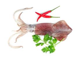 squid with chili and coriander isolated on white background photo