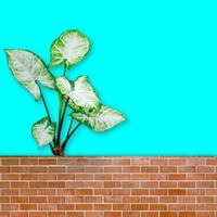 syngonium podophyllum tree with brick wall in the garden and cyan teal background photo