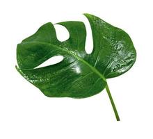 patrón de hojas verdes, hoja monstera con gota de agua aislada sobre fondo blanco foto