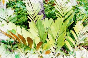 Green leaves pattern ,leaf Zamia furfuracea in the forest ,watercolor digital painting style photo