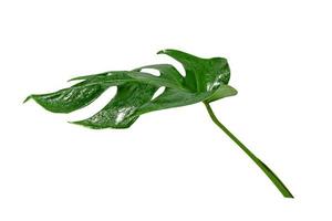 Green leaves pattern,leaf monstera with water drop isolated on white background photo