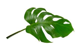 Green leaves pattern ,leaf monstera isolated on white background photo