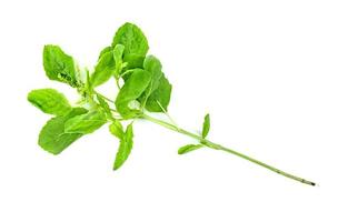 Holy Basil leaf or thai basil or Ocimum sanctum isolated on white background ,Green leaves pattern photo