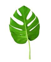 Green leaves pattern,leaf monstera isolated on white background ,back view ,include clipping path photo