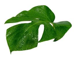 hoja de monstera con gota de agua aislada en fondo blanco, patrón de hojas verdes foto