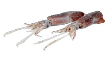 squid isolated on white background ,include clipping path photo